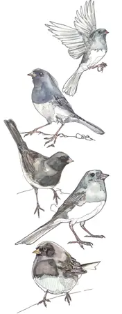 Bird artwork